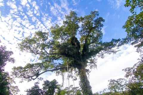 Amazon River Peru