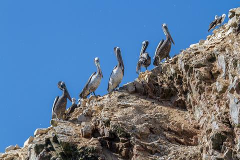 Ballestas Islands Peru
