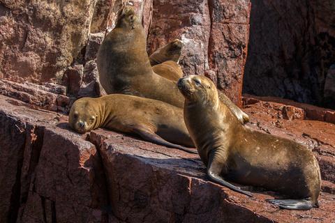 Ballestas Islands Peru