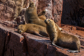 Ballestas Islands