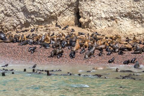 Ballestas Islands Peru