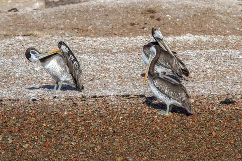 Ballestas Islands Peru