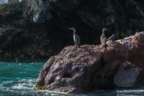 Ballestas Islands Peru
