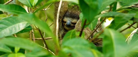 Bastimentos Island National Park Panama