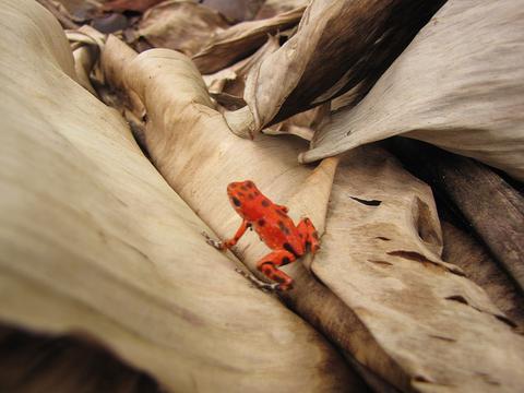 Bastimentos Island National Park Panama