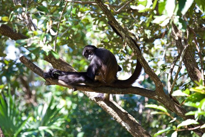 Wildlife Experiences Image: A long-tailed monkey, possibly a spider monkey, is peering back at the camera from a tree branch.
