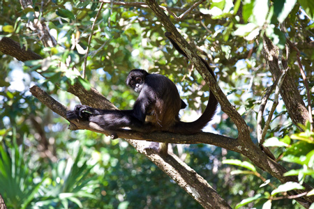 Belize Zoo - Animal Rehab & Education Center