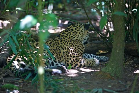 Zoológico de Belice Belize