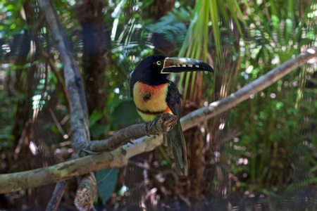 Birdwatching Tours in Belize