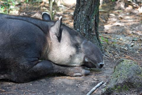 Belize Zoo - Animal Rehab & Education Center Belize