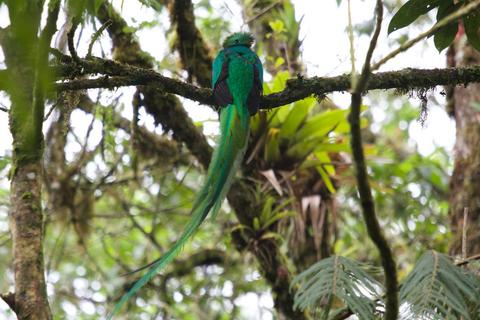 Biotopo del Quetzal Guatemala