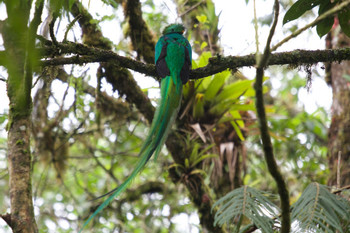 Biotopo del Quetzal photo 3