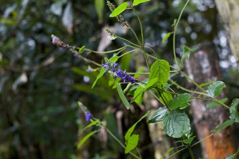 Biotopo del Quetzal Guatemala