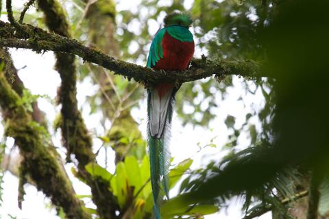 Biotopo del Quetzal Guatemala