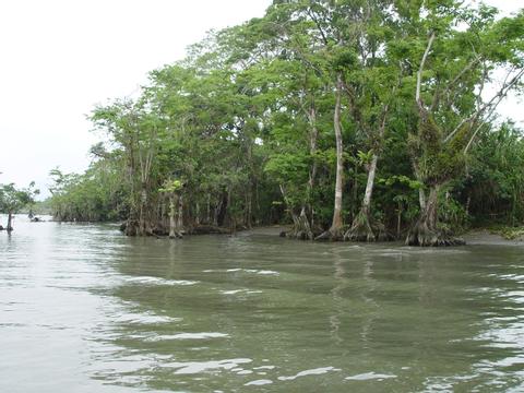 Bocas del Polochic Guatemala