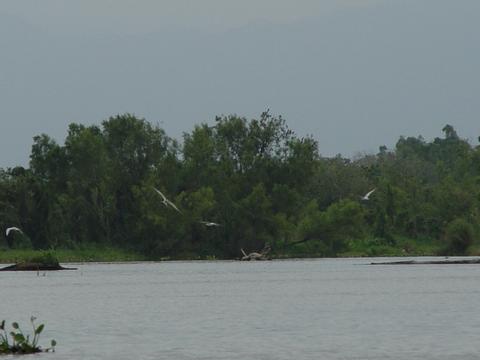 Bocas del Polochic Guatemala