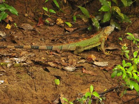 Refugio de Vida Silvestre Caño Negro Costa Rica