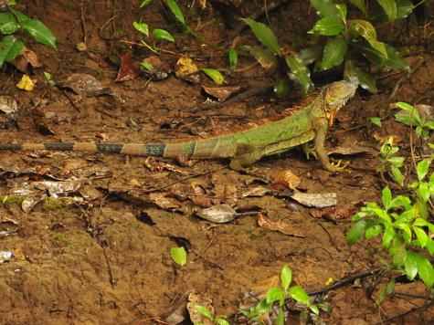 Cano Negro Wildlife Refuge
