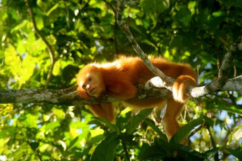 Cano Negro Wildlife Refuge Costa Rica