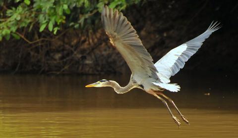 Cano Negro Wildlife Refuge Costa Rica