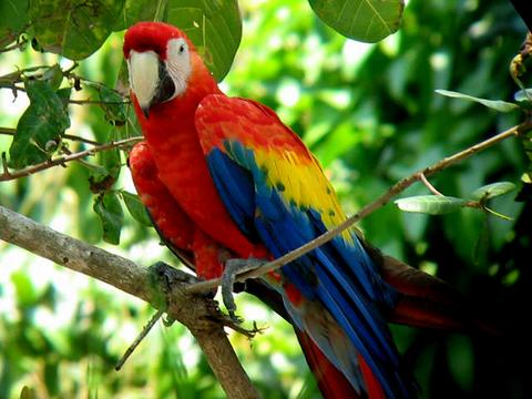 Parque Nacional Carara Costa Rica