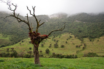 Cayambe Ecological Reserve photo 3