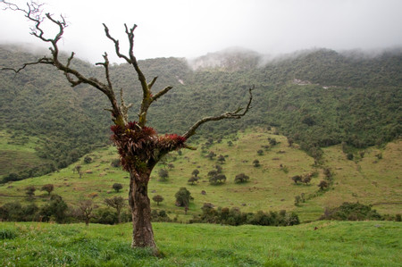 Cayambe Ecological Reserve photo 3