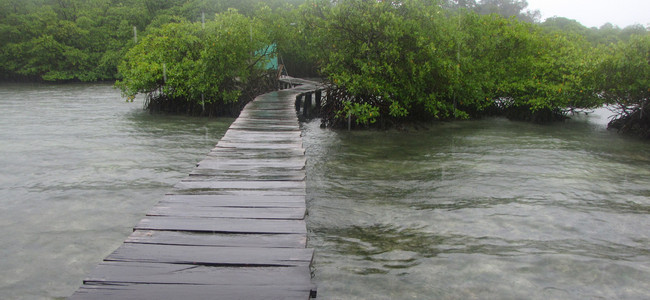 Cayo Crawl