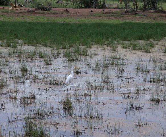 That is one elegant bird... Wildlife Experiences Image: A graceful white egret stands in a wetland.