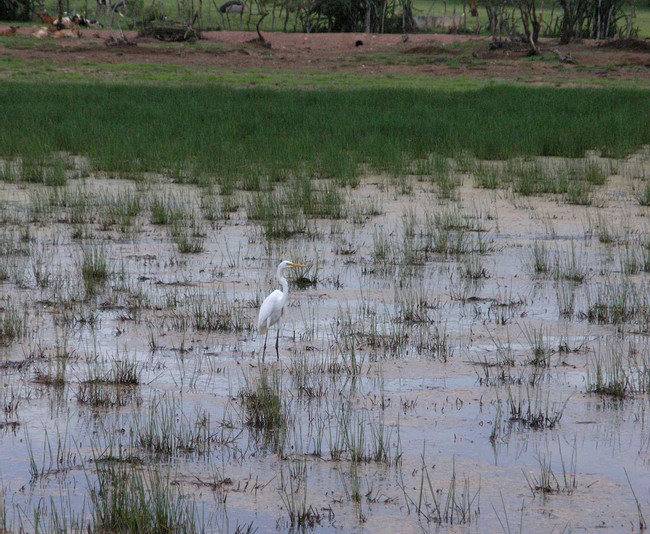 Cenegon del Mangle Wildlife Refuge