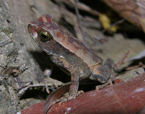 Chagres National Park Panama