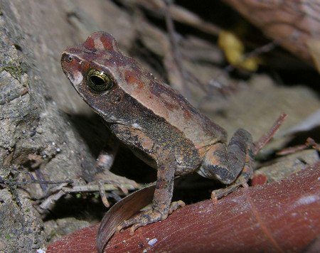 Chagres National Park photo 3