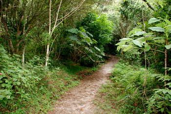 Children's Eternal Rain Forest photo 2