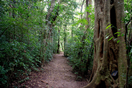 Children's Eternal Rain Forest photo 3
