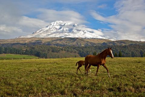 Chimborazo Ecological Reserve Ecuador