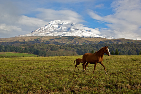 Chimborazo Ecological Reserve