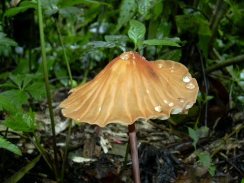 Parque Nacional Chirripó Costa Rica