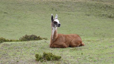 Cochasquí Ecuador