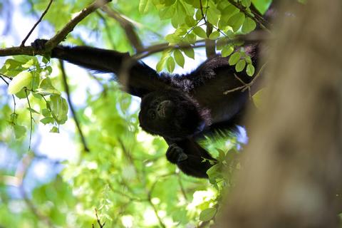 Atracciones de Vida Silvestre en Belice