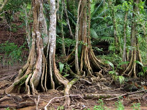 Corcovado National Park Costa Rica