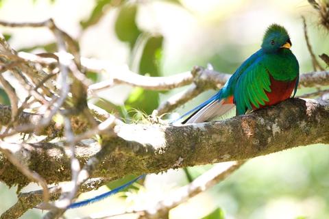 Curi-Cancha Reserve Costa Rica