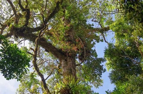 Curi-Cancha Reserve Costa Rica