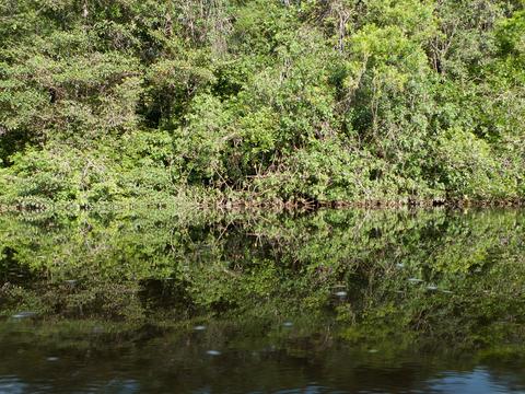 Reserva Vida Silvestre Cuyabeno Ecuador