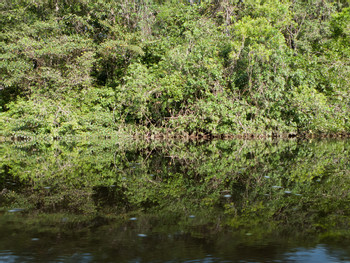 Cuyabeno Wildlife Reserve photo 2