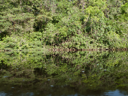 Cuyabeno Wildlife Reserve photo 2