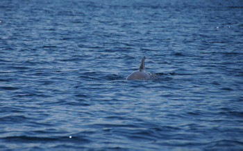 Bahía de los Delfines photo 3