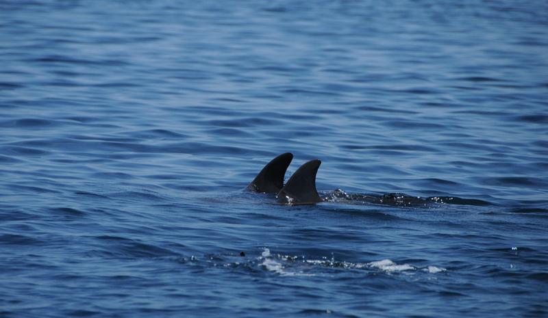 Dolphin Bay Panama