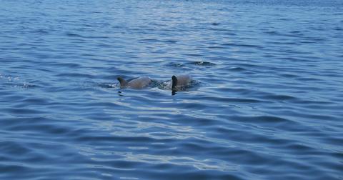 Dolphin Bay Panama