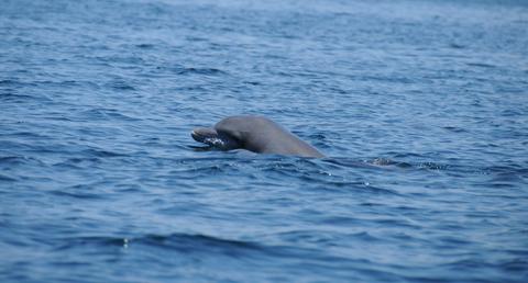 Bahía de los Delfines Panama