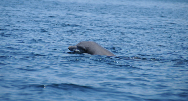 Dolphin Bay